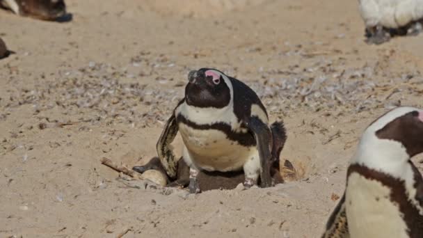 African Penguin Nest Mother Boulders Beach Afrique Sud — Video