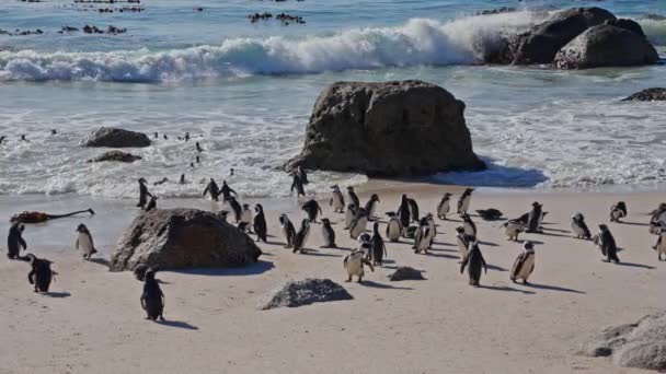 Pinguini Africani Spiaggia Massi Mare Sudafrica Colonia — Video Stock
