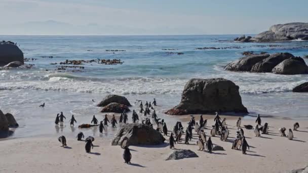 Voie Disparition Afrique Sud Pingouins Africains Boulders Beach Mer — Video