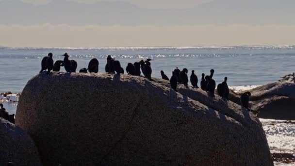Cabo Cormoranes Bandada Mar Playa Rocas Sudáfrica — Vídeos de Stock