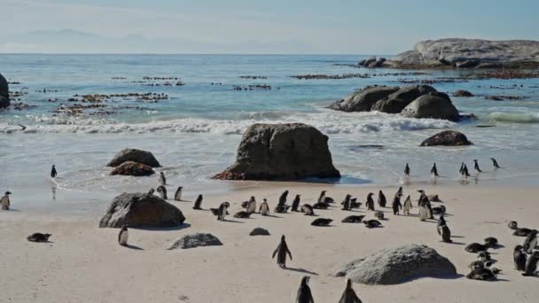 Pingouins Africains Boulders Beach Mer Afrique Sud Côte — Video