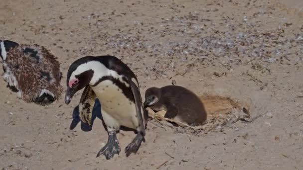 Pingüinos Africanos Polluelos Nidos Rocas Playa Peligro Extinción — Vídeo de stock