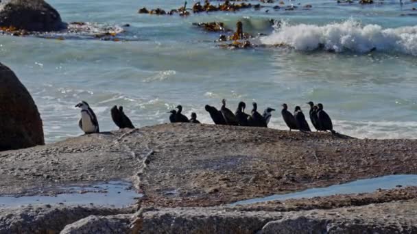 Cape Cormorants African Penguin Boulders Beach Afrika Selatan — Stok Video