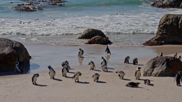 Pingouins Africains Boulders Beach Mer Afrique Sud Voie Disparition — Video
