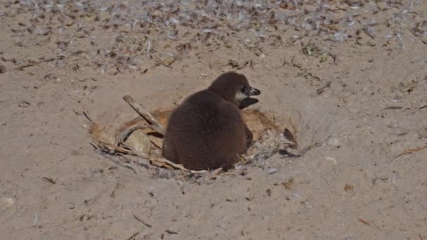 African Penguin Chick Nest Boulders Beach Endangered — Stok video