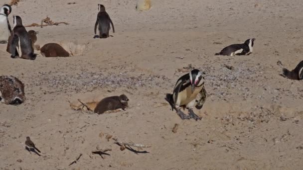 Африканские Пингвины Цыпленок Феринг Пляж Ваулдерс Опасности — стоковое видео