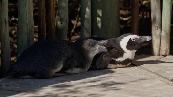 Resting African Penguins Boulders Bay South Africa Endangered — 图库视频影像