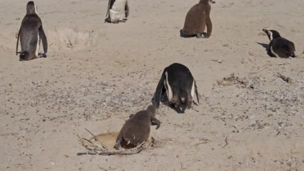 Hnízdo Africký Tučňák Kuře Matka Balvany Beach — Stock video