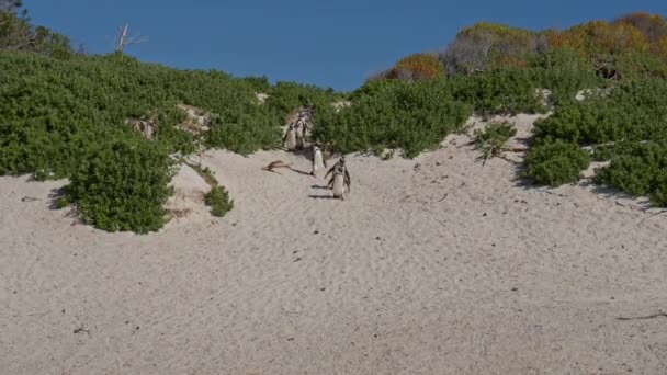 Pingouins Africains Marche Sable Boulders Beach Afrique Sud — Video