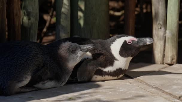Riposo Pinguini Africani Boulders Bay Pulcino Pericolo — Video Stock