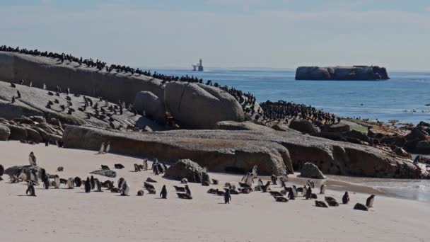 Koloni Pinguin Afrika Pantai Boulders Afrika Selatan Kehidupan Liar — Stok Video