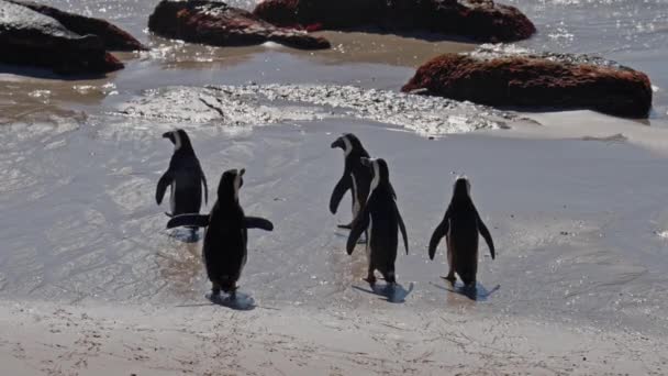 Colonia Pinguini Africani Spiaggia Massi Sud Africa Pericolo — Video Stock