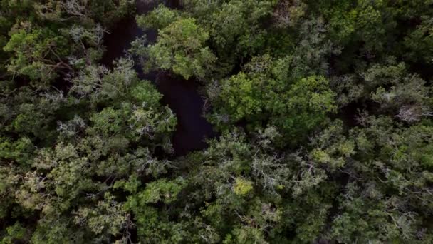 Drone Rio Árvores Floresta Camboja — Vídeo de Stock