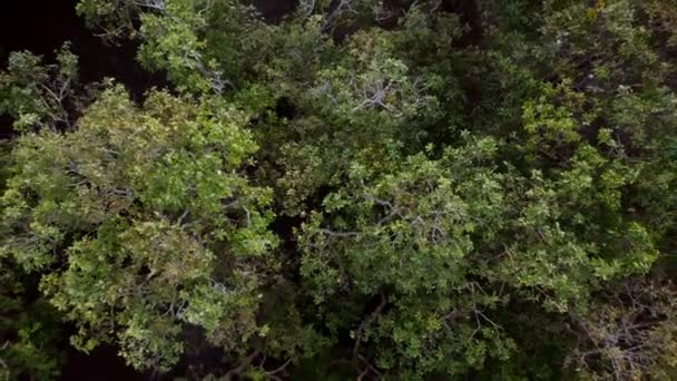 Drone Rising Trees Forest Καμπότζη — Αρχείο Βίντεο