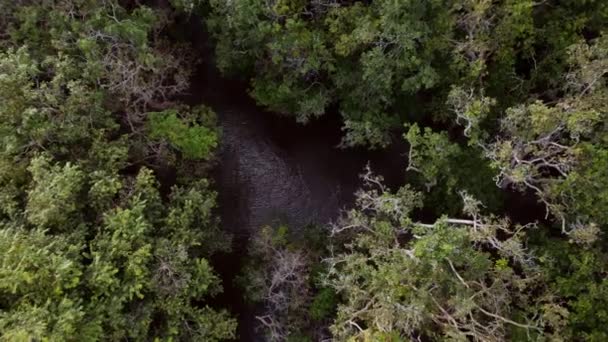 Drone River Forest Trees Cambodia — Stock Video