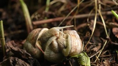 Salyangoz, Çiftleşme, Üreme, Hayvanlar, Vahşi Yaşam