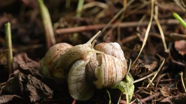 Mating Snails Garden Wildlife Animals — 图库视频影像