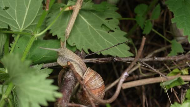Snails Bush Mating Sex Garden — Stock Video
