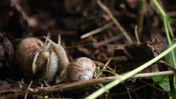 Snails Sex Mating Garden Animals — Αρχείο Βίντεο