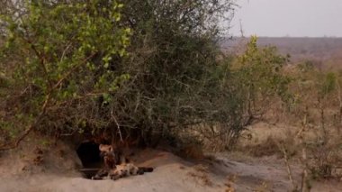 Daytime tilting shot of hyena cubs resting outside their den with a backdrop of the vast South African savanna