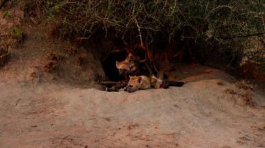 Bir sırtlan yavrusu kafasını yavaş çekimde sallarken diğeri ise Güney Afrika çayırlarının çalılarının altında bir oyuğun dışında dinleniyor.