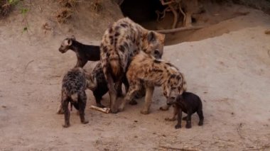 An adult hyena feeding her cubs in slow motion