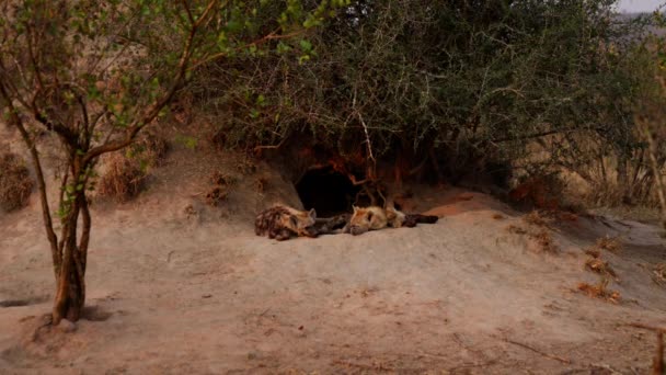 Dvě Mláďata Hyeny Spí Před Doupětem Pastvinách Jižní Afriky — Stock video
