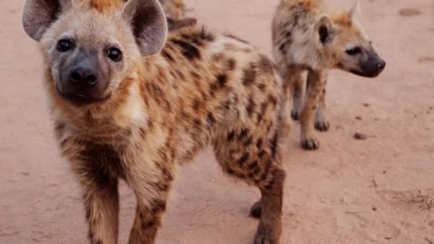 Medium Shot Spotted Hyena Cub Observing Walking Away Camera Slow — Wideo stockowe