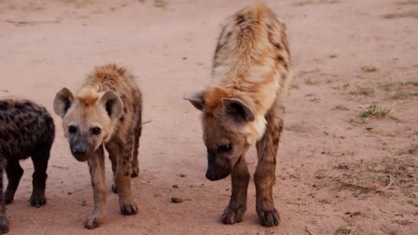 Slow Motion Footage Two Spotted Brown Hyenas Black Hyena Cub — Stock videók