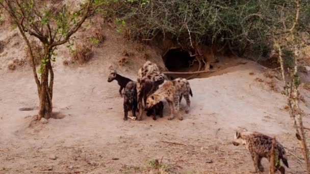 Hyena Cubs Gather Adult Hyena Den Slow Motion — Wideo stockowe