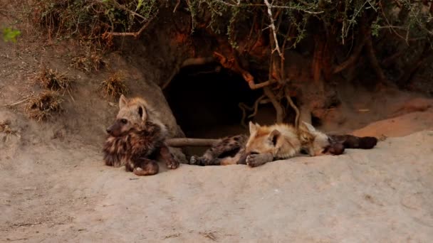 Tři Mláďata Hyeny Odpočívající Před Doupětem Jihoafrické Savaně — Stock video