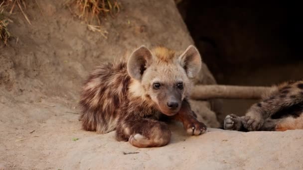 Slow Motion Footage Brown Spotted Hyena Cub Resting Observing Burrow — Wideo stockowe