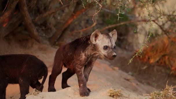 Petit Ourson Marche Tourne Vers Une Meute Hyènes Ralenti — Video