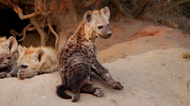 Spotted Hyena Cub Lays Back Another Cub While Licking His — Wideo stockowe