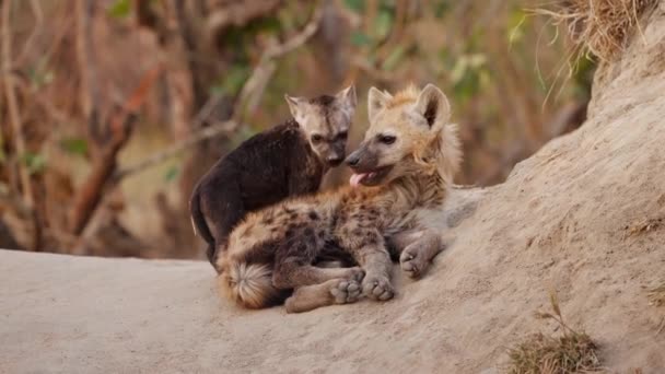 Une Paire Petits Hyène Reposant Jouant Ralenti — Video