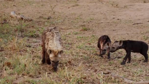 Slow Motion Footage Hyena Cubs Searching Food South African Grasslands — Stock videók