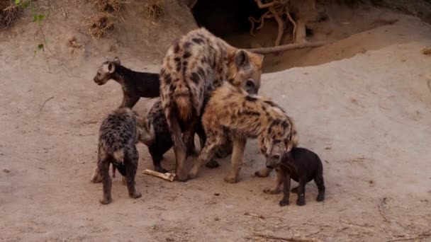 Adult Hyena Feeding Her Cubs Slow Motion — Stock videók