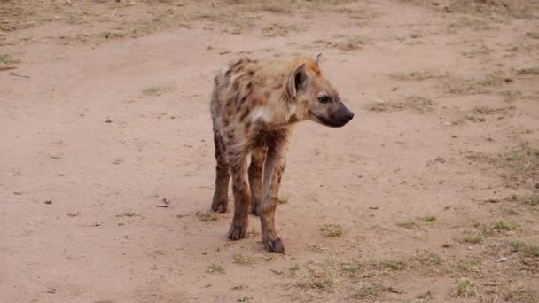 Spotted Brown Hyena Standing Front Camera South African Savanna — Wideo stockowe