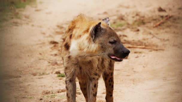Medium Shot Spotted Hyena Exposed Fangs While Observing Its Surroundings — Stock videók