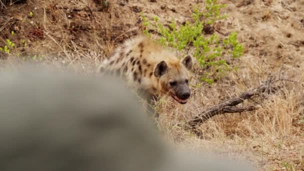 Spotted Hyena Exposed Fangs Standing Dry Grassland South Africa — Stock videók