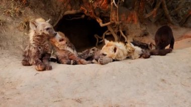 Hyena clan resting near the entrance of a burrow in a slow motion footage