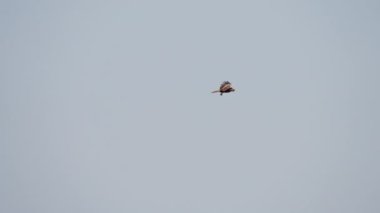 African Fish Eagle, Flying, Bird, South Africa, Sky