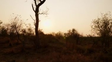 Sunset, Safari, South Africa, Savannah, Tranquil