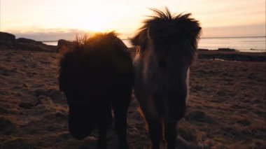 A pair of Icelandic horses standing on a grassy field with a backdrop of the sea and setting sun