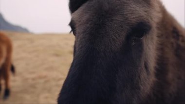 Close-up of an Icelandic horse showing its eyes and mane being blown by the wind