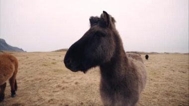 İzlanda kırsalında rüzgarlı bir günde siyah bir atın orta boy çekimi.