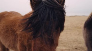 İzlanda atının siyah yelesi rüzgârla savrulurken yakın plan.