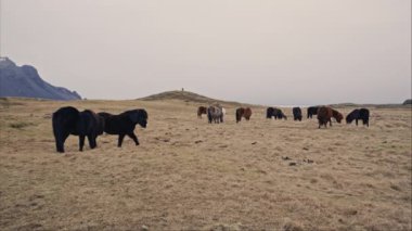 Gökyüzünün altında otlayan İzlandalı bir at sürüsü olan bir çayır.