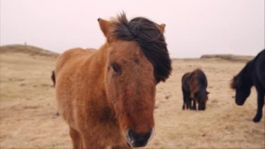 A brown Icelandic horse with black mane grazing on a windy hillside field