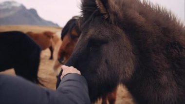 İzlanda atının namlusunu okşayan bir adamın yakın çekimi